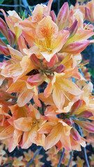 Fototapeta na wymiar Beautiful orange azalea flower bush
