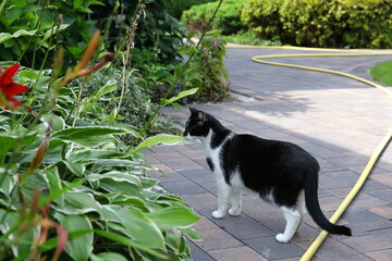 Biało-czarny kot spacerujący po ogrodzie w poszukiwaniu przygód