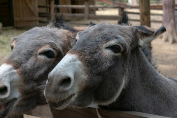 Fototapeta premium two donkeys behind the fence