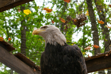 american bald eagle
