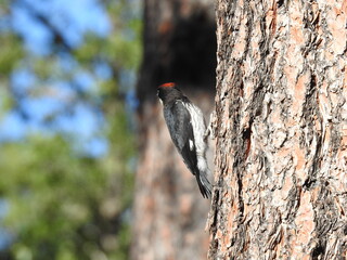 bird with red head on a tree