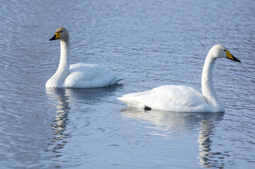 White swans swimming in the nonfreezing winter lake
