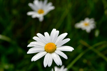 Obraz premium field daisies on a green background