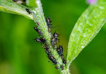 insects collect nectar on a sunny summer day