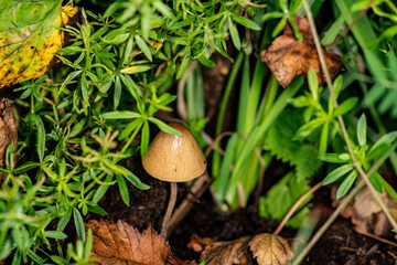 brown mushroom hiding in dense grass