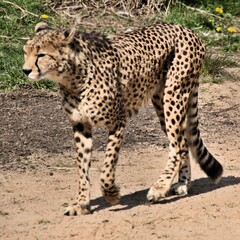 A view of a Cheetah