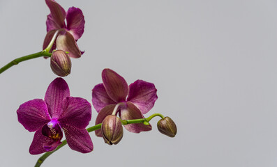 Fototapeta na wymiar Beautiful branch of beautiful dark purple orchid flower Phalaenopsis Destiny, known as the Moth Orchid or Phal, on light gray background. Selective focus with copy space. Magical idea for any design