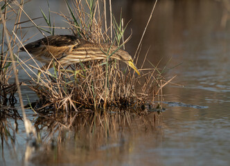 Little Bittern fishing at Asker marsh, Bahrain