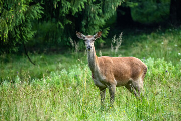 Red Deer hind in the natural habitat. Bieszczady, Carpathian Mountains. Poland.