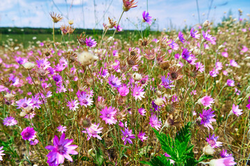 beautiful summer landscape with pink wild flowers