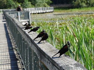 black birds all in a row