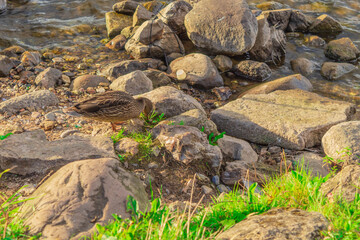 Waterfowl duck on the river bank among the stones extracts food