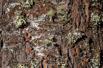 Corteza de un árbol de la variedad haya.