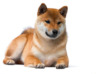 dog of the Japanese breed Shiba Inu lies