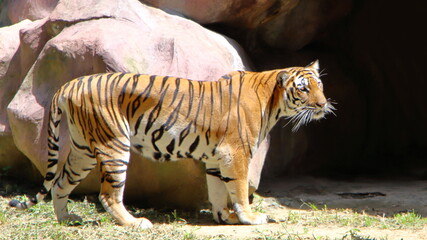 Tiger in front of the cave © Sinhavijay