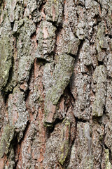 Rinde einer Kiefer im Hochformat