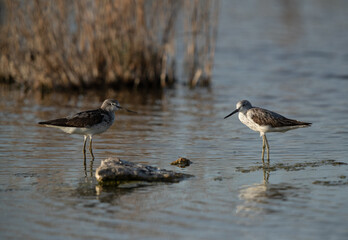 A pair of Common Greenshank at Asker Marsh, Bahrain