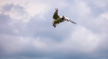 In flight seagull