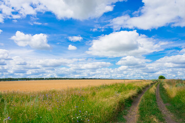 Rural landscape, dirt road through the field goes beyond the horizon.