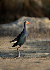 Closeup of a Grey-headed Swamphen at Asker Marsh, Bahrain
