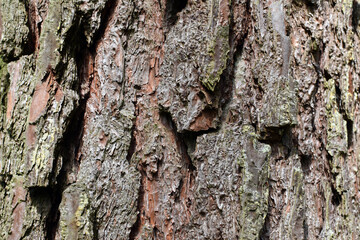 Rinde einer Kiefer im Querformat