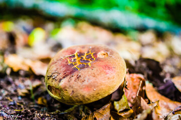 Trunk and branch of a tree with a mushroom in bright colors