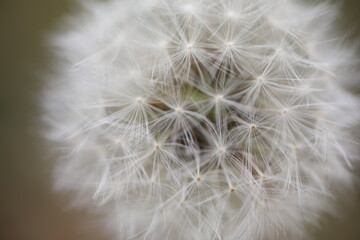 Fototapeta premium dandelion seed head