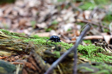 Mistkäfer auf bemoosten Holzstamm