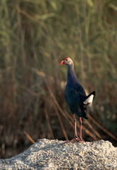 Grey-headed Swamphen at Asker Marsh, Bahrain