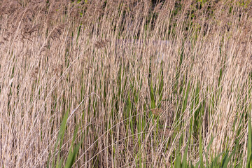 Horizontal texture of dry yellow grass reeds is by a pond in summer