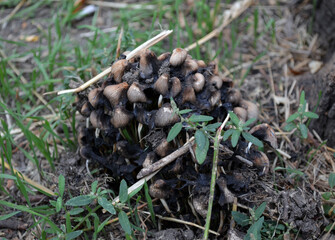Mushrooms in the forest under the tree.