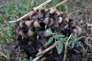 Mushrooms in the forest under the tree.