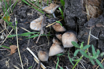 Mushrooms in the forest under the tree.