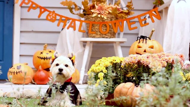 Funny dog west highland white terrier dressed in cloak, horns, devil costume is sitting near decorated with pumpkins house, waving head. Preparation for celebration. Trick or treat. Happy halloween.