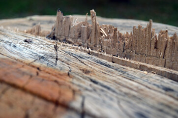 Wooden stump in the forest. Beautiful engraving on wood. Web.