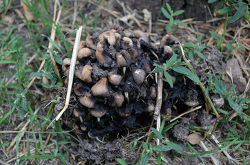 Mushrooms in the forest under the tree.