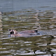 A Penguin in the water