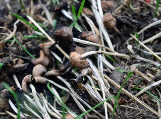 Mushrooms in the forest under the tree.