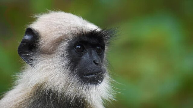 Close up portrait of Gray Langoor , Indian monkey in jungle. At Girnar hills, Gujarat, India