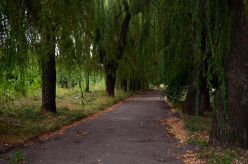 Willow alley in the park. Beautiful landscape.