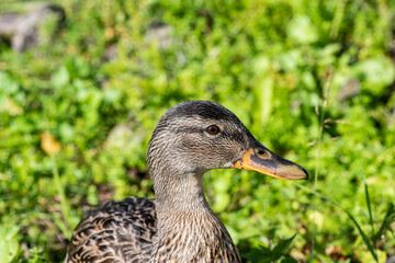 wild gray duck near the lake shore