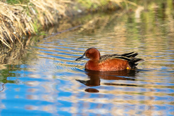 A Cinnamon Teal duck swimming in a Wetland Environment with colorful reflections of dried cattails along the shoreline and a blue sky.