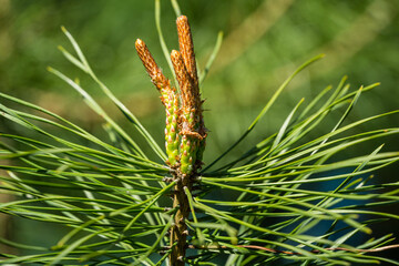 Young shoots on top of young pine Pinus sylvestris with evergreens background. Sunny day in spring garden. Nature concept for design. Selective focus
