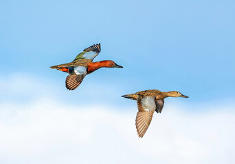 A Cinnamon Teal couple take flight above the clouds and against a light blue sky.