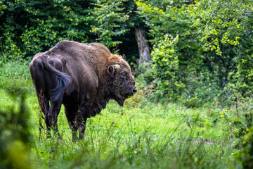 Fototapeta premium Wild European Bison (Bison bonasus) in the natural habitat. Bieszczady. Carpathian Mountains. Poland.