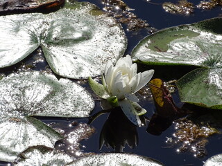 water lily in the summer heat