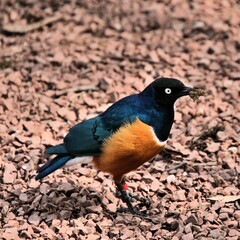 A Supreme Starling on the ground