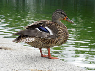 Duck (Anatinae dabbling duck) with beautiful plumage