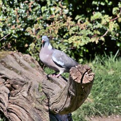 pigeon in the park