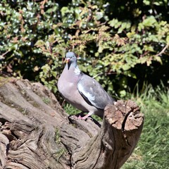 pigeon on the tree
